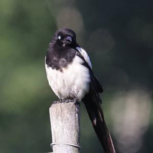 Black-billed Magpie