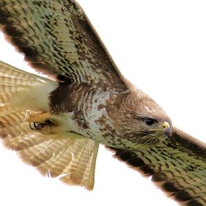 Common Buzzard