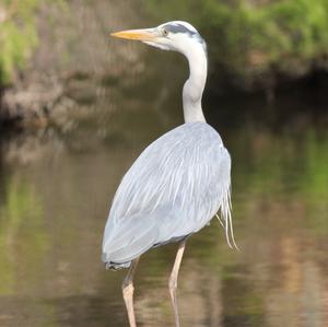 Grey Heron