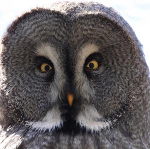 Great Grey Owl