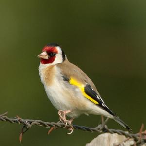 European Goldfinch