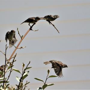 House Sparrow