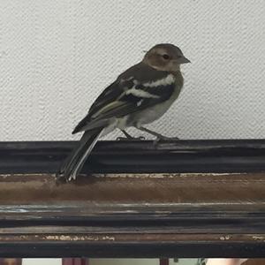 Eurasian Chaffinch