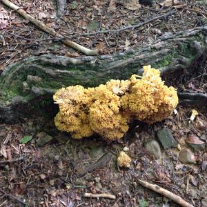 Eastern Cauliflower Mushroom