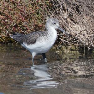 Common Greenshank