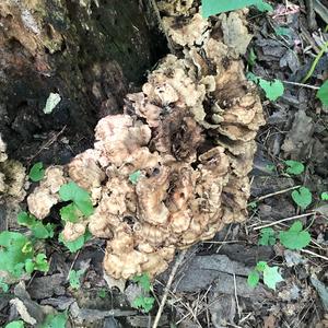 Black-staining Polypore