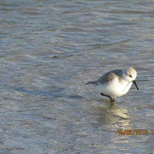 Sanderling