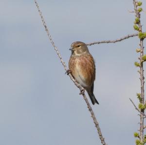 Eurasian Linnet