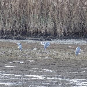 Grey Heron