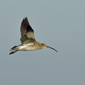 Großer Brachvogel