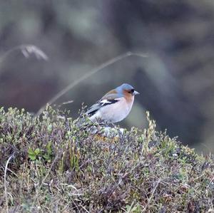 Eurasian Chaffinch