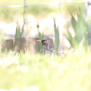 Eurasian Blackbird