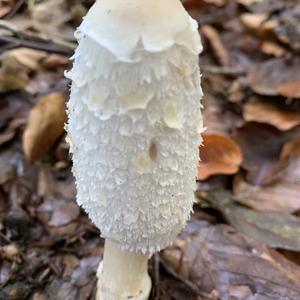 Shaggy Mane