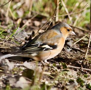 Eurasian Chaffinch