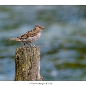 House Sparrow