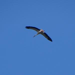 White Stork