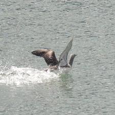 Red-throated Loon