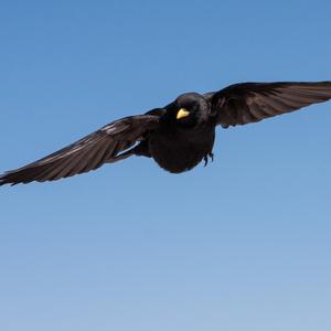 Yellow-billed Chough