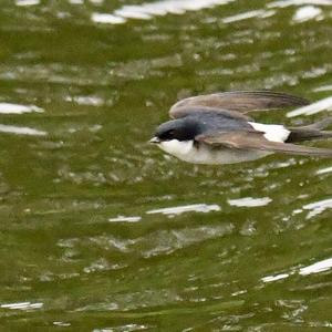 Northern House-martin