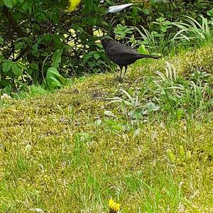 Eurasian Blackbird