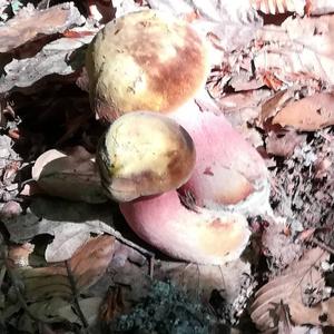 Dotted-stem Bolete