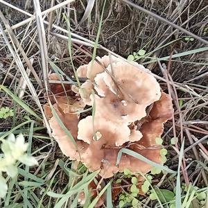 Funnel Polypore