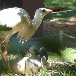 White Stork