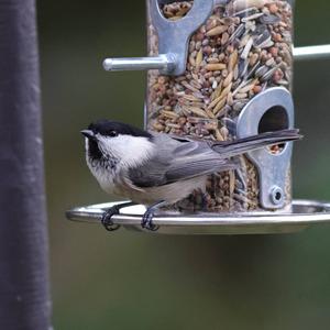 Willow Tit