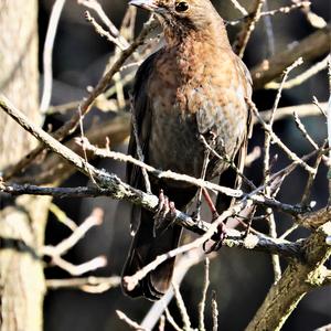 Eurasian Blackbird