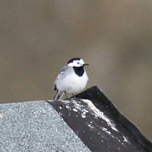 White Wagtail