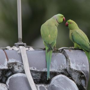 Rose-ringed Parakeet