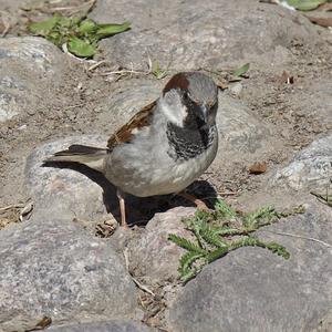 House Sparrow