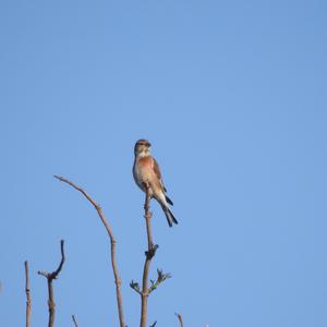 Eurasian Linnet