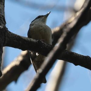 Wood Nuthatch