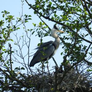 Grey Heron