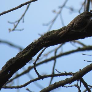 Short-toed Treecreeper