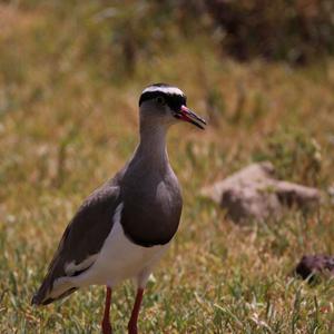 Crowned Lapwing