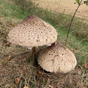 Parasol Mushroom