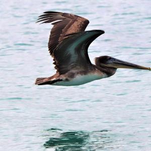 Brown Pelican