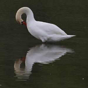 Mute Swan