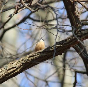 Wood Nuthatch