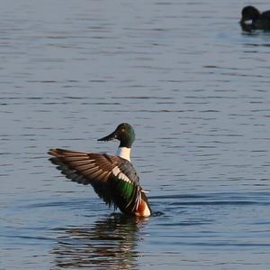 Northern Shoveler