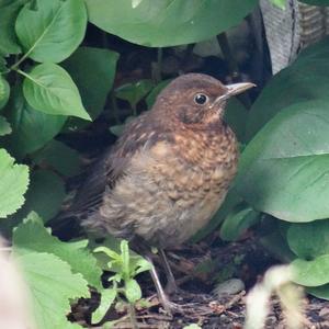 Eurasian Blackbird