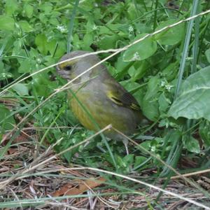 European Greenfinch