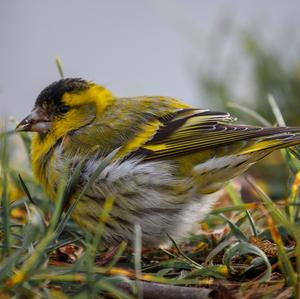 Eurasian Siskin