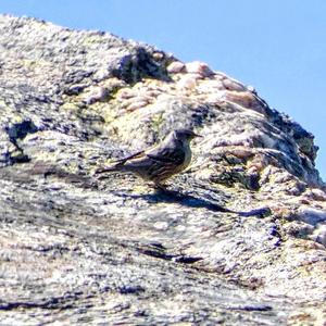 Alpine Accentor