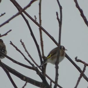 European Goldfinch