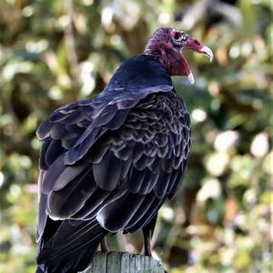 Turkey Vulture