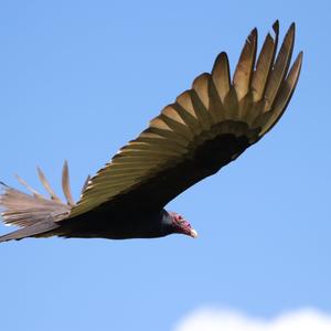 Turkey Vulture