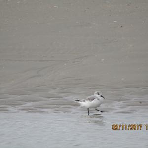 Sanderling